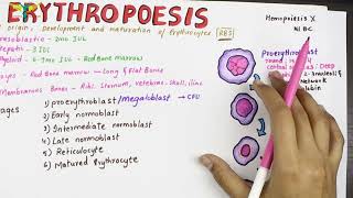 Erythropoesis  Physiology  Sites and Stages [upl. by Alliw559]