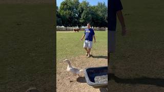 Mike found McAllister… 😏fluffyfeatherfarm goose surpriseAnimals surprise farmanimals funny [upl. by Iztim999]