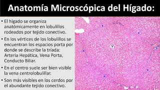 Sistema Digestivo 5 Video Hígado [upl. by Hacceber]