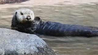 Sea Otter Awareness Week [upl. by Lehcem]