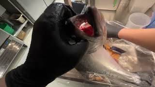 2 Big ORA King Salmon  Breakdown  Filleting POV [upl. by Weinstock964]