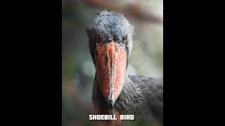 Birds Funny Voice 😱🤩 mtcrabhishek ytshorts birdsounds funnyvoices facts factsinhindi [upl. by Yur]