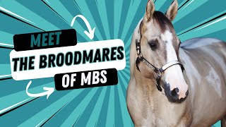 Meet The Broodmares  2024 [upl. by Leff419]