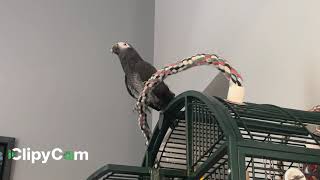 The African Grey Timneh parrot Merlin says quotGood morningquot [upl. by Neitsirk406]