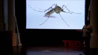 Discover How Frogs Need Our Help  Mark Mandica  TEDxGeorgiaTech [upl. by Mcnamee824]