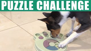 Basenjis Challenged By Paw Puzzles [upl. by Bakerman]