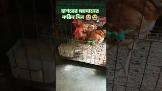 হাশরের ময়দানে আমাদের কি অবস্থা হবে 😭😭😭 pigeon kobuter islamicwaz kobutar birds kobutor 🐓🐓🐓 [upl. by Kabab]