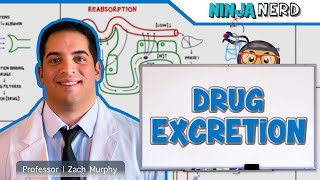 Pharmacokinetics  Drug Excretion [upl. by Dnama]