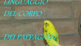 Linguaggio del corpo dei Pappagalli  Federico Orlandi [upl. by Sukramaj]