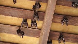 Lesser Short Nosed Fruit Bats returning to roost [upl. by Rosmarin]