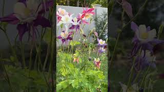 Aquilegia blooming [upl. by Euridice904]