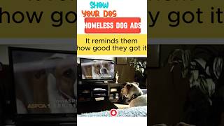 Dogs React to Homeless Dog Ads You Wont Believe Their Response [upl. by Mclaurin]