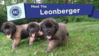 AKCs Meet the Leonberger [upl. by Jonna]