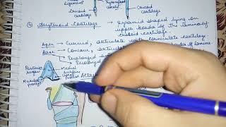 Larynx Arytenoid Cartilage Easy Explaination Lec6 [upl. by Kara-Lynn953]