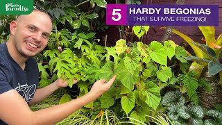 5 HARDY BEGONIAS you should be growing [upl. by Roberts]