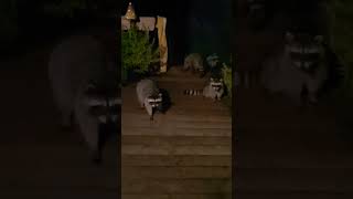 RACOON INVASION wildlife backporch penelope trashbandits racoons pnw crazy shorts [upl. by Laved988]