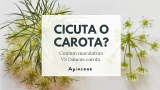 CICUTA O CAROTA  Hemlock vs wild carrot [upl. by Carpet]