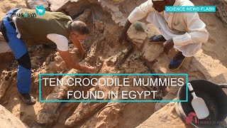 Ten Crocodile Mummies Found in Egypt [upl. by Domela6]