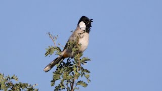 Whiteeared Bulbul Singing [upl. by Hirza348]