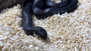 AODA  Mexican Black Kingsnake  highlights 270424 [upl. by Matthew]