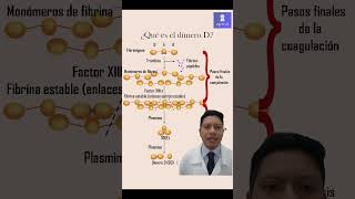 ¿Qué es el dimero D shorts hematologia coagulation [upl. by Sajovich]