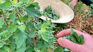 Foraging wild edibles plants Chenopodium album recipes [upl. by Florinda65]