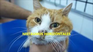 SINDROME VESTIBULAR EN GATO [upl. by Nitas]