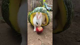 The little rabbit in the pumpkin nest came out to eat peaches small animals rabbit Rural cute pets [upl. by Layla949]