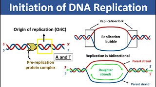 DNA Replication  Leading Strand vs Lagging Strand amp Okazaki Fragments [upl. by Yrebmik]