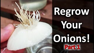 How to Grow a Ton of Onions  Plant amp Grow Start to Finish [upl. by Sedberry241]