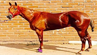 EL PULGARCITO  NUEVOS CADETES DE LINARES  CORRIDOS DE CABALLOS 2018 [upl. by Ellevart17]