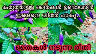 കാന്താരി മുളക് നടുന്ന രീതിയുംkanthari mulaku krishi വിത്ത് പെട്ടെന്ന് മുളച്ചു വരാൻ നടൽ രീതിയും [upl. by Raffin]