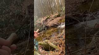 Fly Fishing for Wild Trout in a Tiny Creek [upl. by Nazar]