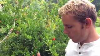 Growing Pomegranates in the UK [upl. by Lingwood]