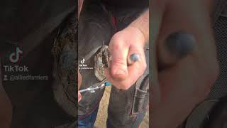 farrier trimming horsesoftiktok farrier farriersoftiktok alliedfarriersasmr farriertiktok [upl. by Marrissa]