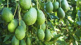 Mainstream avocado canopy management options for the tropics and subtropics [upl. by Ellerrad]