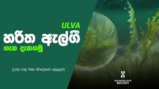 හරිත ඇල්ගී Ulva ගැන දැනගමු  ප්‍රොටිස්ටා රාජධානිය  උසස් පෙළ ජීව විද්‍යාව  Bhagya S Jayasekara [upl. by Siugram]