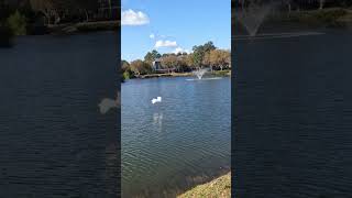 Egret Escapes wDistress Call birdwatching birds egret southcarolina birdflight birdcall [upl. by Ronile]