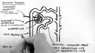 Renal Anatomy 2  Nephron [upl. by Namhar836]