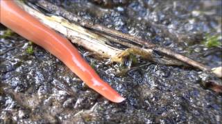 The Australian Flatworm Australoplana Sanguinea [upl. by Nnazil814]