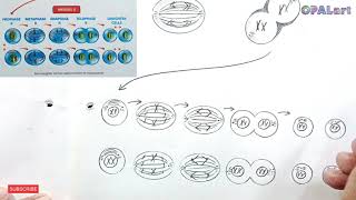 9th FB Biology Diagram 21Study of Meiosis [upl. by Feirahs]