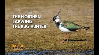 BIRDING ENCOUNTERS THE NORTHERN LAPWING HUNTING BUGS  BIRDWATCHING IN ACTION WILDLIFE BIRDS [upl. by Anirak386]