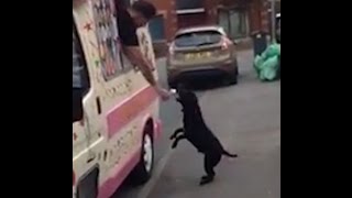 Dog Cant Contain His Excitement For The Ice Cream Truck [upl. by Ardenia]