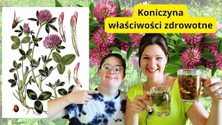 KONICZYNA CZERWONA Ten kwiat uratuje młodość urodę mocne kości i piękną skórę [upl. by Tessi]