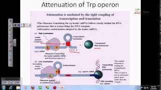 Tryptophan operon [upl. by Almena772]