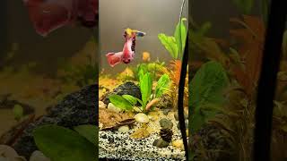 Casual evening at the betta sororityloving this hardscapeshorts fishtank betta shortvideo [upl. by Certie]