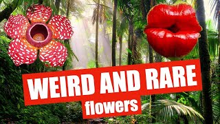 4 EXTRAORDINARY flowers and plants Carnivorous Plant Corpse Flower and more🌺 [upl. by Vinson]