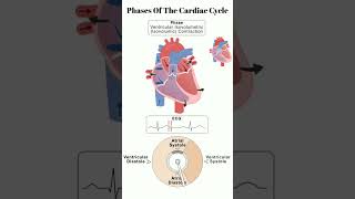 Phases of Cardiac Cycle  AK NURSING CLASSES [upl. by Obla16]