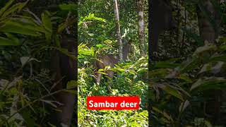 Sambar deer [upl. by Narmis]