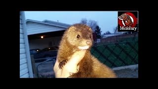 Raising Rio Part 13 Hunting Brown Rats [upl. by Ruder]